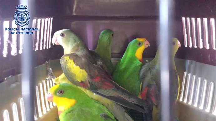 Las ninfas recuperadas por los agentes