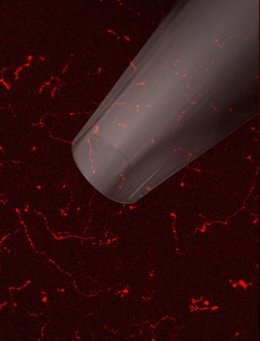 Microelectrodo empleado para medir la actividad de las terminaciones nerviosas