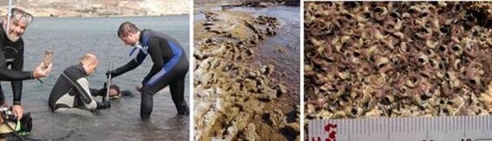 Molusco superviviente a la desecación del Mediterráneo