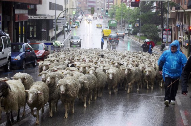 Paso de las ovejas trashumantes por Soria