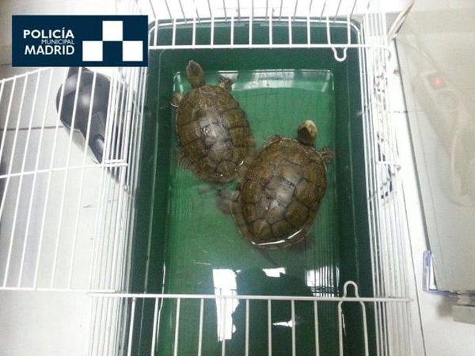 Los galápagos leprosos recuperados por la Policía Municipal