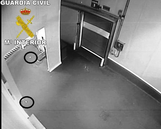 UNA MUJER INTRODUCE RATONES EN SU EMPRESA