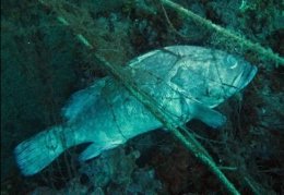 Lanzan una campaña para retirar las redes de pesca perdidas en el mar