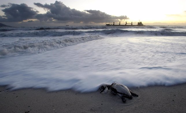 A dead penguin lies on the beach before Turkish bulk carrier MV SELI 1 near Cape
