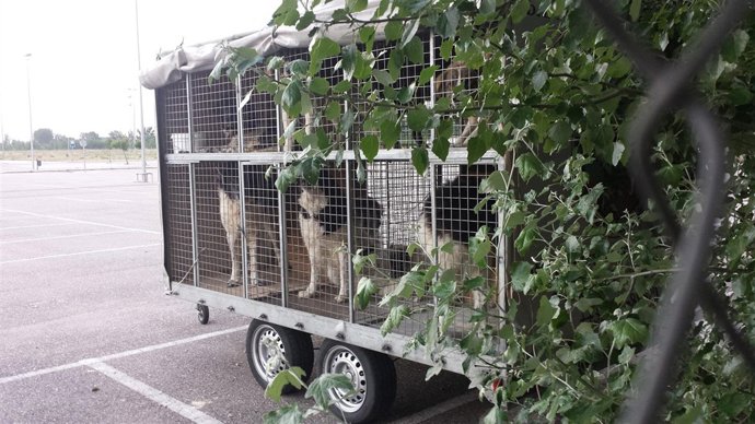 Perros Durmiendo En Un Carro