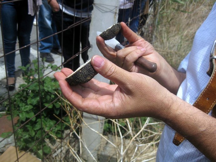 Cultivo de la trufa en Granada