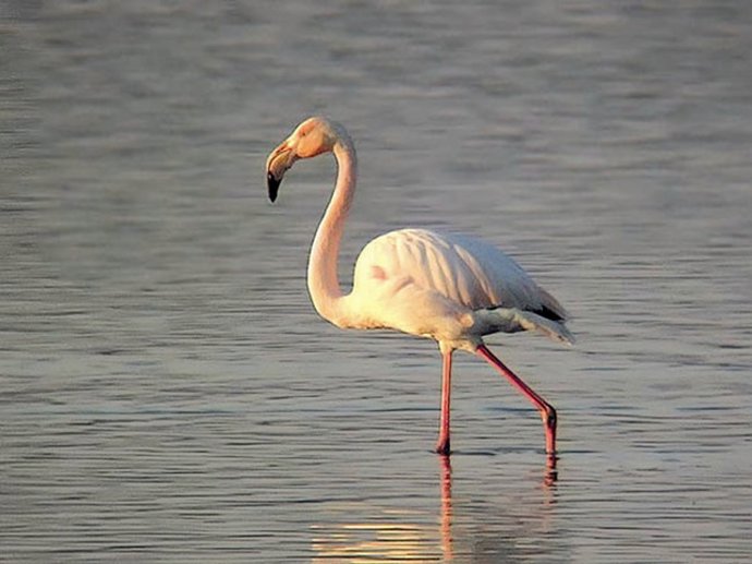 Flamenco rosado en Almería