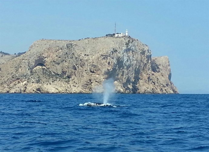 Uno de los rorcuales respira frente al Cap de Sant Antoni