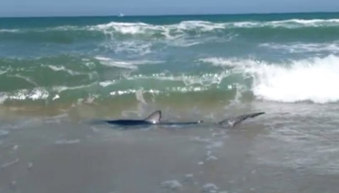 Escualo avistado en la playa del Perellonet