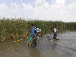 Técnicos medioambientales trasladan carpas del lago de Ivars y Vila-sana