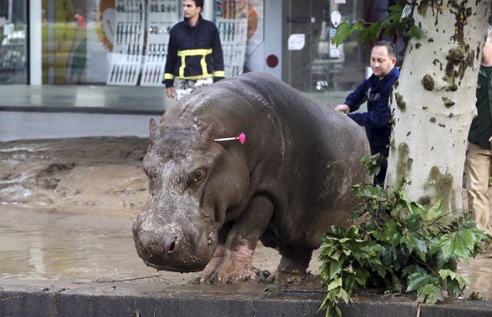 Hipopótamo fugado en Tiflis con un dardo tranquilizante