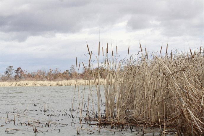 Pantano de Cazalegas, Agua, Nubes, Juncos