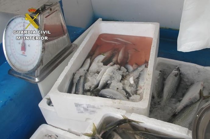 Pescado incautado en Villanueva de los Castillejos, en Huelva.
