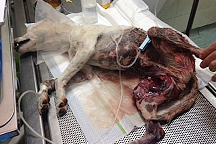 Perro herido a su entrada en urgencias