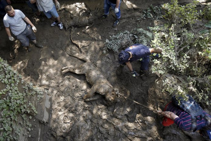 Un tigre muerto por las inundaciones en Tiflis