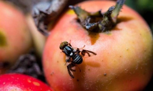 Rhagoletis pomonella 