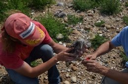 Nidificación de la gaviota de audouin en el puerto de Tarragona