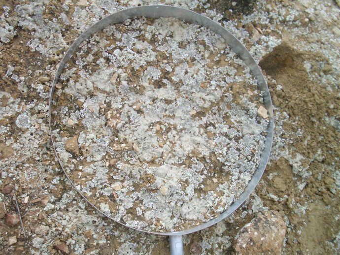 Los microorganismos de la superficie de los suelos áridos protegen de la erosión