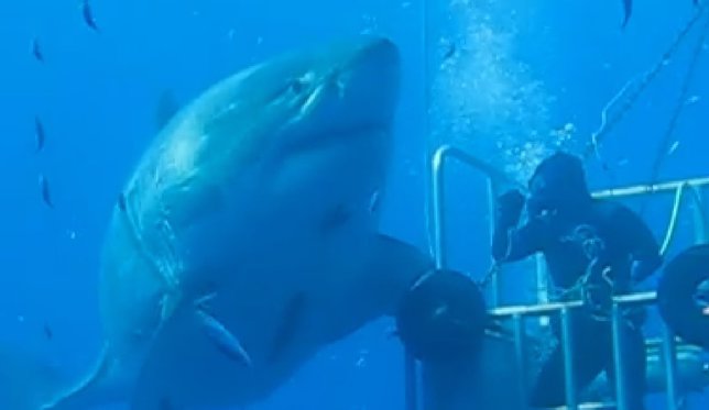 VIDEO: avistan al tiburón blanco más grande jamás grabado de la costa mexicana