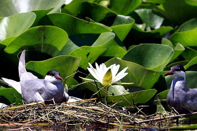 Planta acuática introducida en la Laguna Primera de Palos. 