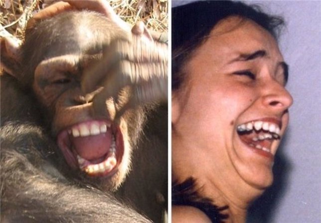 Sonrisas de chimpancé y humana