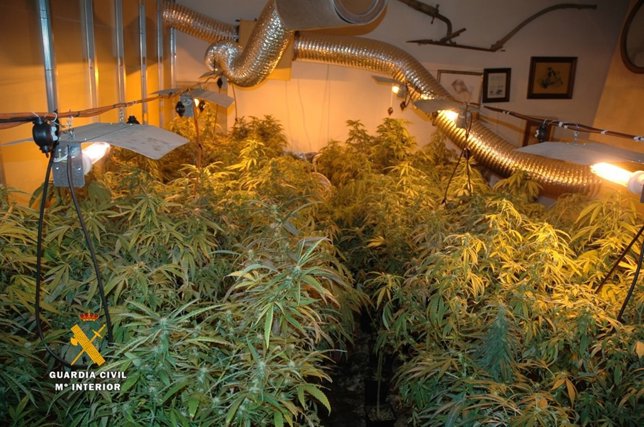 Plantación marihuana en Muro