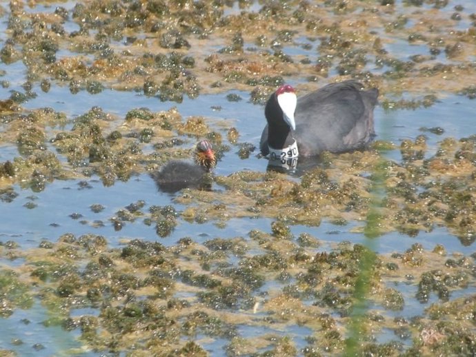 Un ave en la Charca de Suárez.