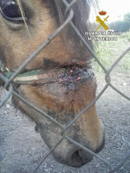 Poni malherido en una finca de Padul