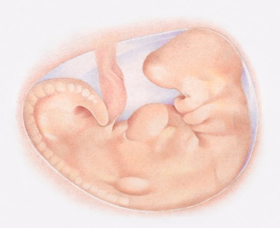 El desarrollo del embrión en semana 6 de embarazo
