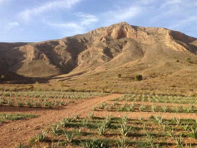Plantación de aloe vera