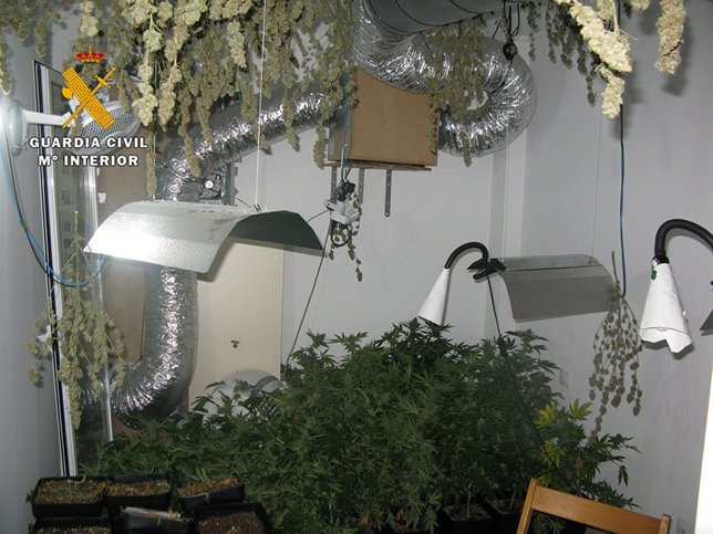 Plantas de marihuana