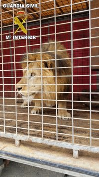 Guardia Civil interviene 2 leones y 1 pantera en Castellón y Alicante en una operación contra tráfico ilegal de animales
