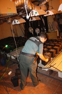 Sucesos.- Localizadas 514 plantas de marihuana en una vivienda de Sanlúcar y detenidas dos personas