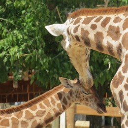 Día mundial de la Jirafa