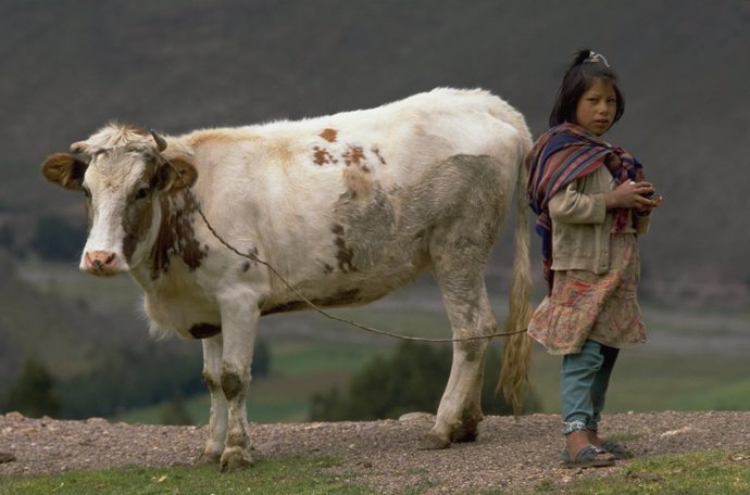 Una niña en el valle sagrado de los Incas, en Cusco