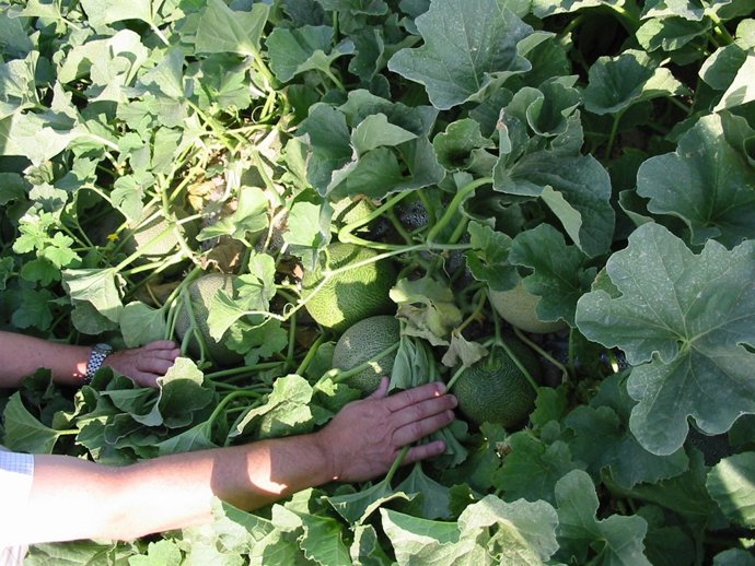 Cultivo del melón