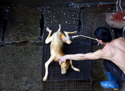 Voces se alzan contra 'Festival' de consumo de de perro en Yulin