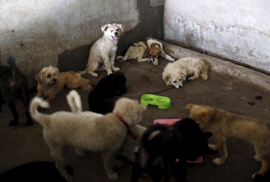 Perros en un refugio en Yulin