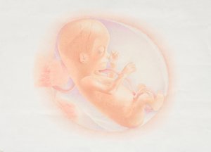 El desarrollo del bebé durante la semana 14