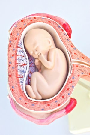 Desarrollo del bebé en la semana 32 de embarazo