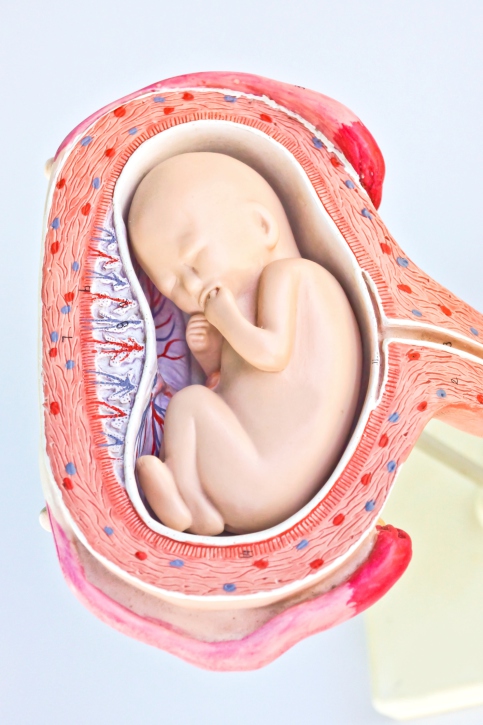 Desarrollo del bebé en la semana 32 de embarazo