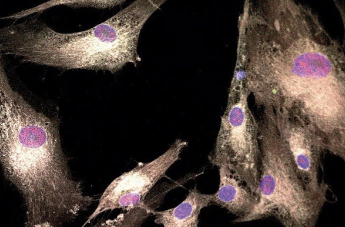 Dental Pulp Pluripotent