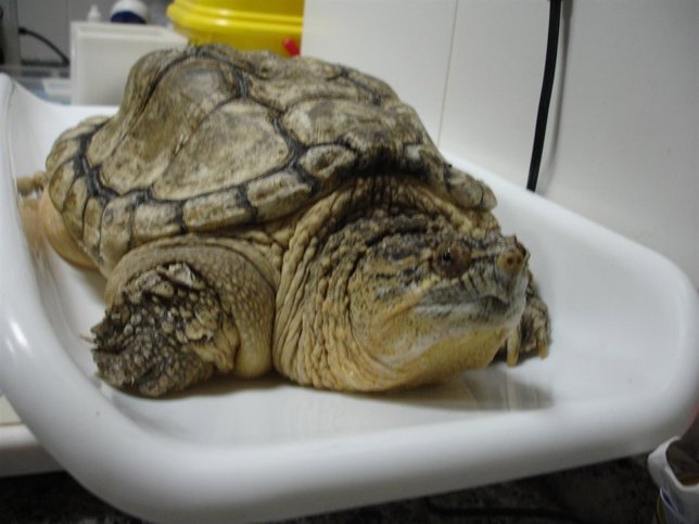 Tortuga peligrosa buscada en Vigo