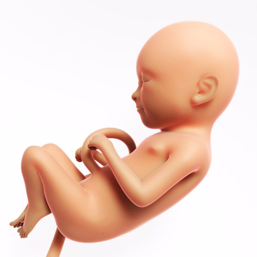 El desarrollo del bebé durante la semana 23