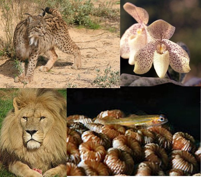 La Lista Roja de Especies en Peligro de Extinción 