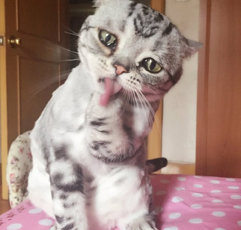 Este es Luhu y es el gato más adorablemente triste de Internet