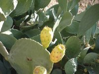 Atendidas 400 consultas ciudadanas por plagas de la cochinilla del carmín