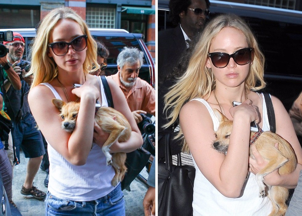 Jennifer Lawrence refugia en perros romance Chris Martin