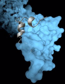 Una proteína viral llamada VP35 ayuda a proteger del virus Ébola