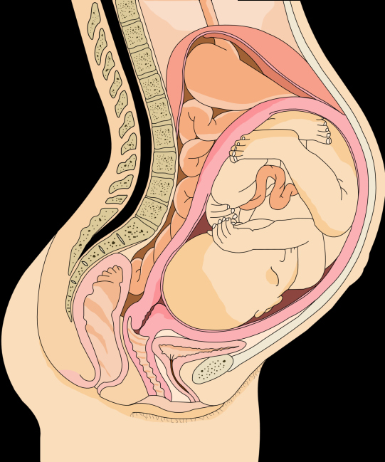 Desarrollo del bebé en la semana 37 de embarazo